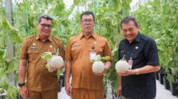 Benni Irwan Kunjungi Panen Raya Buah Melon di Purwakarta, Apresiasi Kualitas Unggul PT. Sweet Greens Indonesia