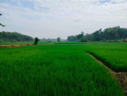 Purwakarta Perkuat Perlindungan Petani dengan Program Asuransi Sawah