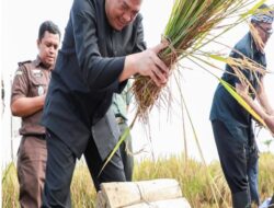 Purwakarta Catat Peningkatan Produksi Padi, Target Tahun 2024 Terpenuhi