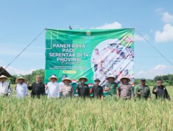 Panen Raya Padi Serentak: Simfoni Kemakmuran dan Ketahanan Pangan Nasional
